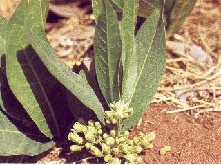 Gifblaarplant