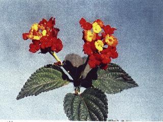 Lantanaplant met blomme
